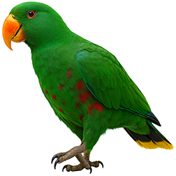 Aru Island Eclectus